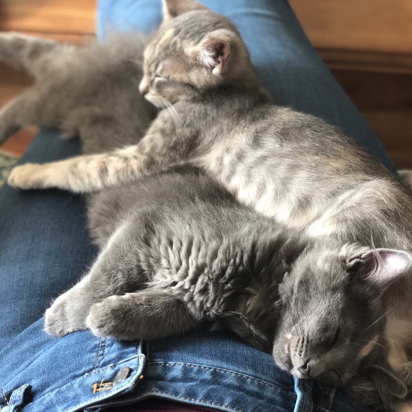 Meet your Posher, Anne - Picture 1 of 1